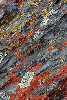 Sierra: Colorful red and yellow lichens on rocks, eastern