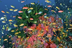 Triton: Colorful reef scenic, Triton Bay, Fak Fak