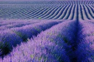 Puimoisson: Colorful rows of Lavender along the Valensole