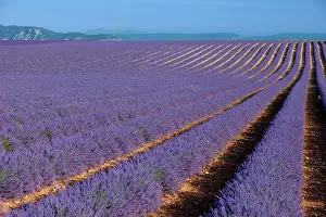 Puimoisson: Colorful rows of lavender along the Valensole