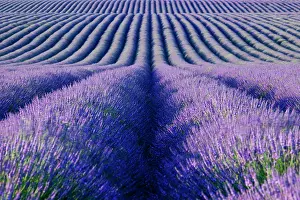 Aromatic: Colorful rows of Lavender along the Valensole