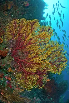 Gorgonian: Colorful sea fan or gorgonian coral, Raja