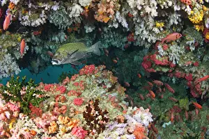 Sponges: Colorful Soft Corals and Marine Sponges