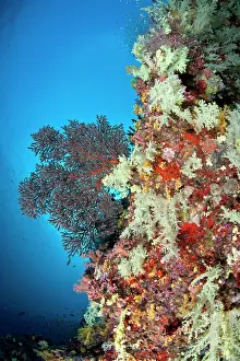 Fans: Colorful Tree Soft Corals and Gorgonian Sea Fan