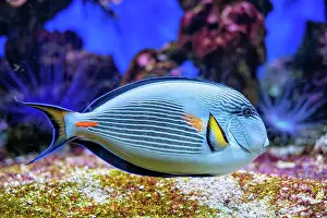 Surgeonfish: Colorful tropical fish Sohal Surgeonfish (Acanthurus