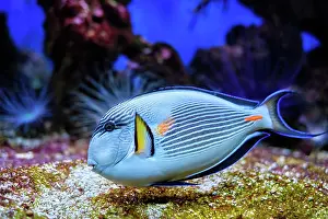 Surgeonfish: Colorful tropical fish Sohal Surgeonfish (Acanthurus