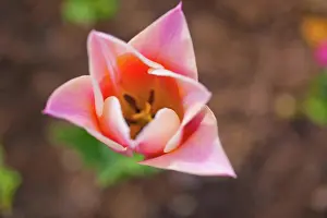 Awakening: Colorful tulips flowers field in springtime with