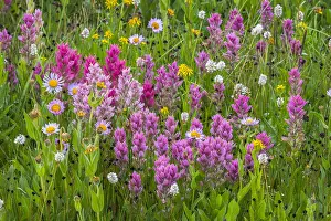 Wandering: Colorful Wildflowers--paintbrush, bistrort, daisies/fleabane