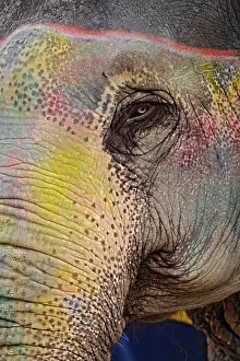 Wrinkle: Colorfully decorated elephant, Amber Fort