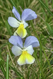 Angiosperm: Colour form of Long-spurred Pansy, Viola calcara