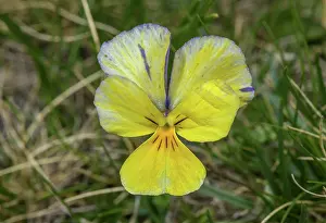 Angiosperm: Colour form of Long-spurred Pansy, Viola calcara
