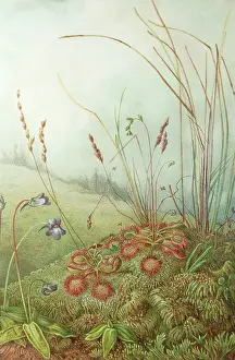 Sundew: Colour plate illustrating insectivorous plants