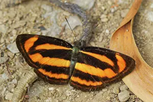 Sergeant: Colour Sergeant - Nymphalid Butterfly