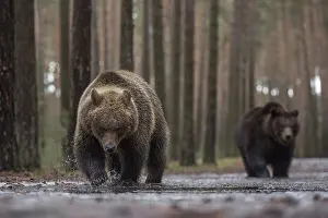 Flat: Colour variations... European brown bear (Ursus (genus) arctos)