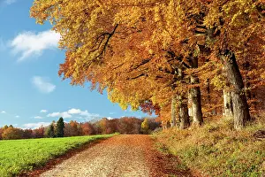 Constance: Colourful autumn colours in the forest near Liggeringen