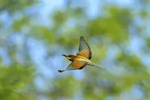 Colored: A colourful bee-eater (Merops apiaster) flies against the blue sky