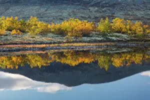 Oppland: Colourful birches mirrored in a lake - Doraldalen, Rondane N