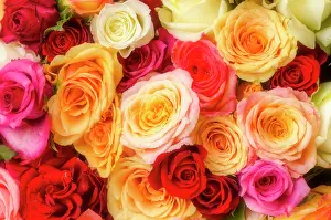 Farmers: Colourful bouquet of roses at the weekly farmers