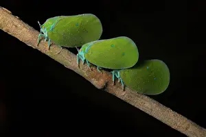 Madagascar: Colourful butterfly cicada (Flatidae ssp.) on branch
