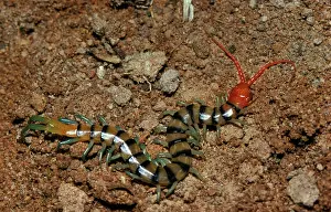 Centipedes: A colourful centipede, unidentified species