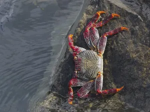 Crustacean: Colourful crab with dotted legs