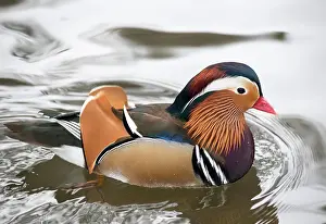 Drake: Colourful feathered Mandarin Duck (Aix galericulata)