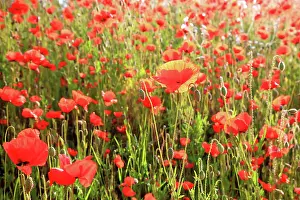 Freedom: Colourful flower meadow with poppies. Poppy meadow