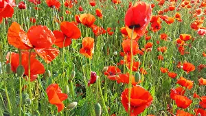 Freedom: Colourful flower meadow with poppies. Poppy meadow