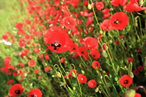 Freedom: Colourful flower meadow with poppies. Poppy meadow
