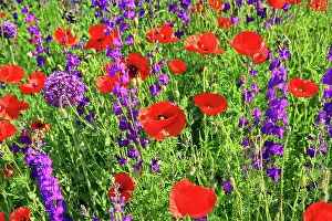 Freedom: Colourful flower meadow with poppies and other wildflowers