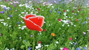 Freedom: Colourful flower meadow with a special poppy with