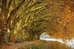 Plane: Colourful plane tree tunnel in autumn over Lake