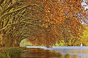 Plane: Colourful plane tree tunnel in autumn over Lake