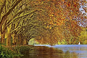 Plane: Colourful plane tree tunnel in autumn over Lake