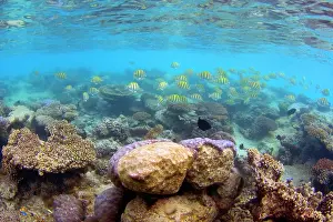 Ningaloo: Colourful Reef fish - school of colourful yellow