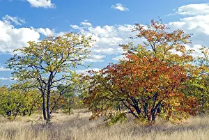 Mopane: Colours of mopane veld, due mostly to the mopane tree