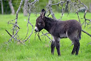 Asses: Colt in an orchard in spring - France