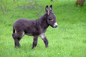 Asses: Colt walking in an orchard in spring - France