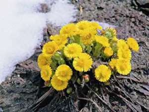Tussilago: COLTIS-FOOT - in the snow