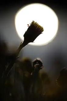 Tussilago: Coltsfoot