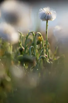 Tussilago: Coltsfoot