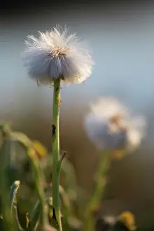 Tussilago: Coltsfoot