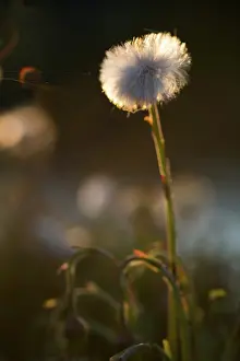Tussilago: Coltsfoot