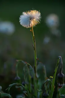 Tussilago: Coltsfoot