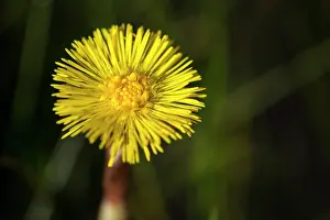 Tussilago: Coltsfoot