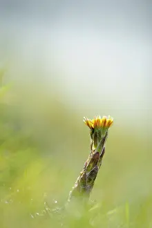 Tussilago: Coltsfoot