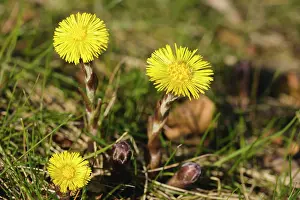 Tussilago: Coltsfoot