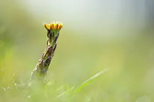 Tussilago: Coltsfoot