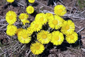Tussilago: Coltsfoot - flowers