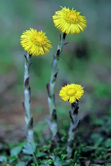 Coltsfoot: Coltsfoot - plant and flowers